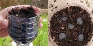 starting seeds recycing 1