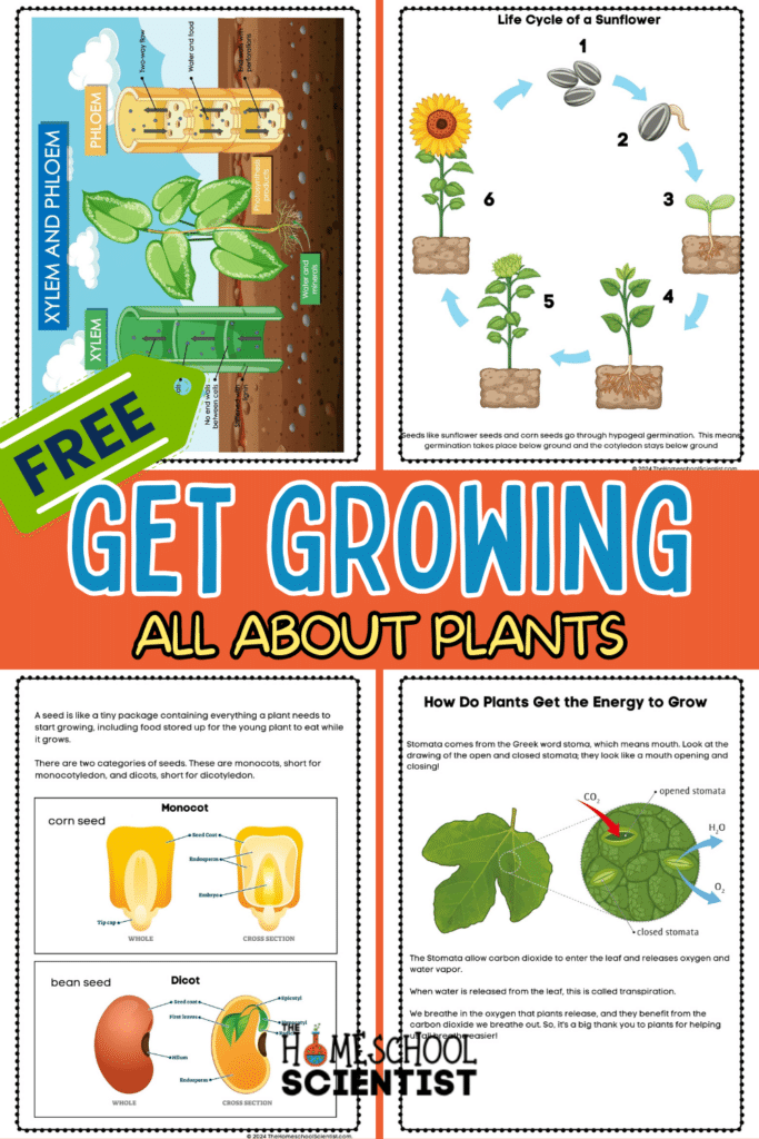 life-cycle-of-a-plant-lesson-free-printable-the-homeschool-scientist for Free Printable Life Cycle Of A Plant Life Cycle Of A Plant Lesson -Free Printable - The Homeschool Scientist for Free Printable Life Cycle Of A Plant