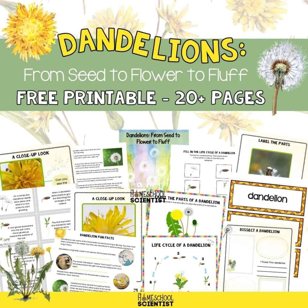 dandelion 1080 SQ 1 1