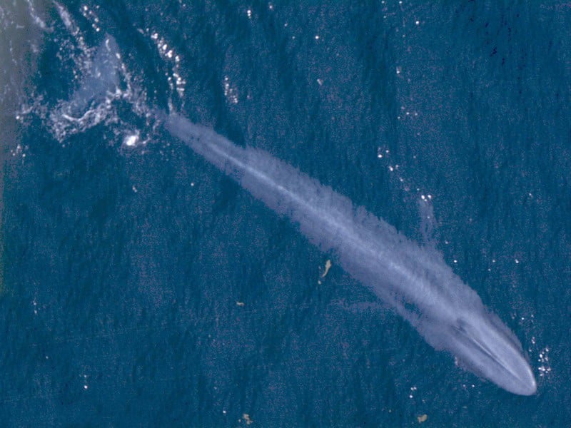 Blue Whale 001 noaa body color 2 1