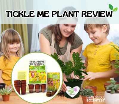 TickleMe Plant Review