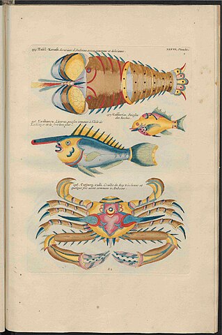 UB Utrecht Louis Renard 1782 Natuurlyke Historie page 248
