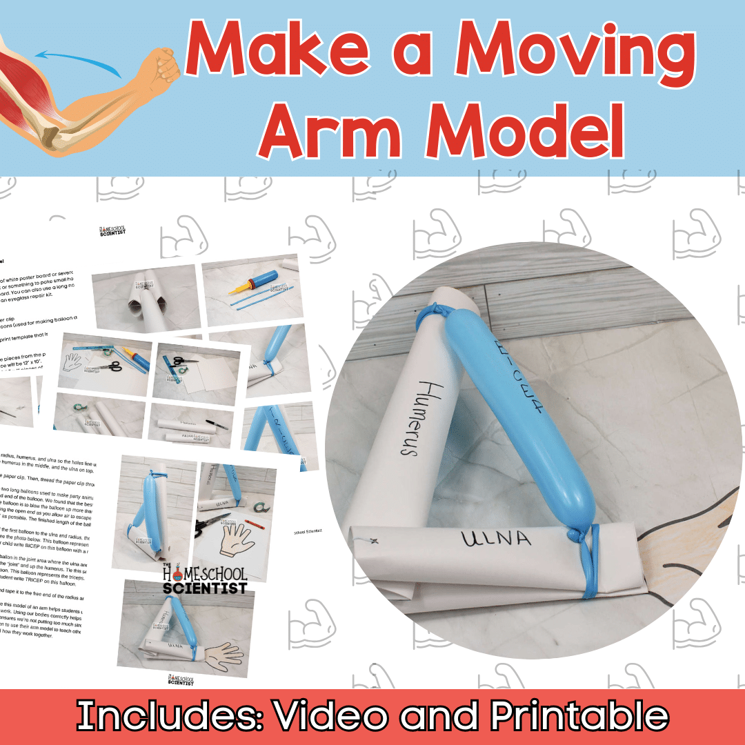 arm model 1080