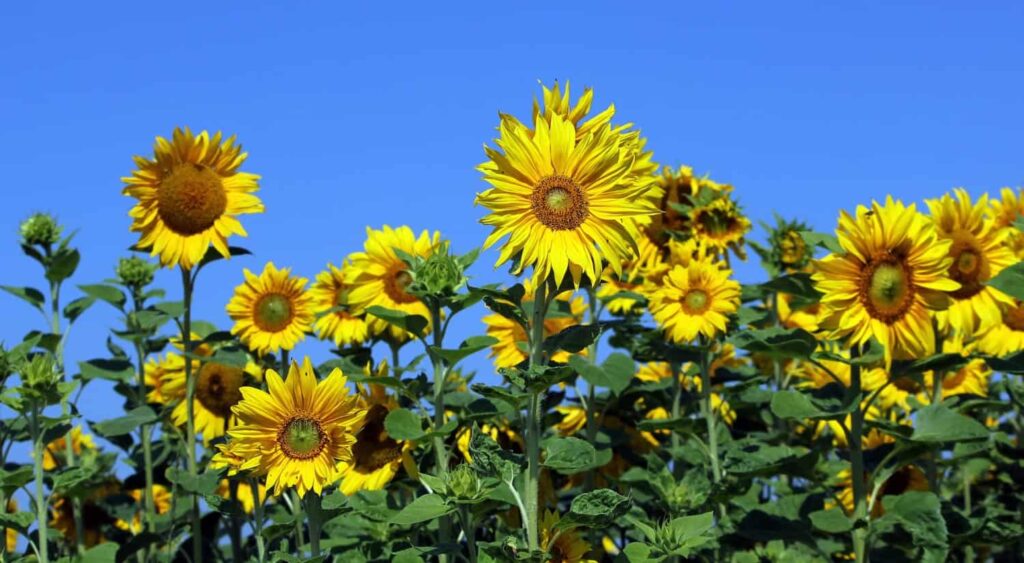 celluloseflowers 1
