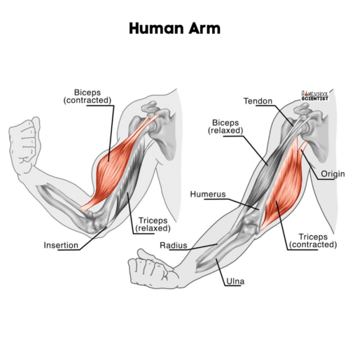 Arm Lesson How to Make an Arm Model - The Homeschool Scientist