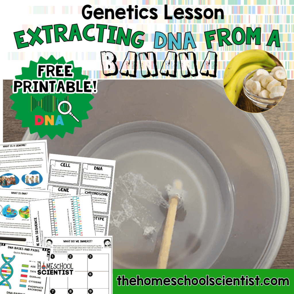 extracting dna from a banana