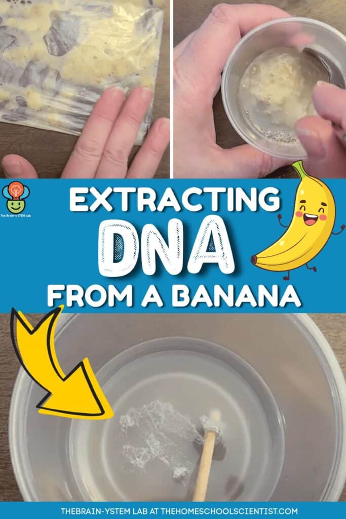 extracting DNA from a banana