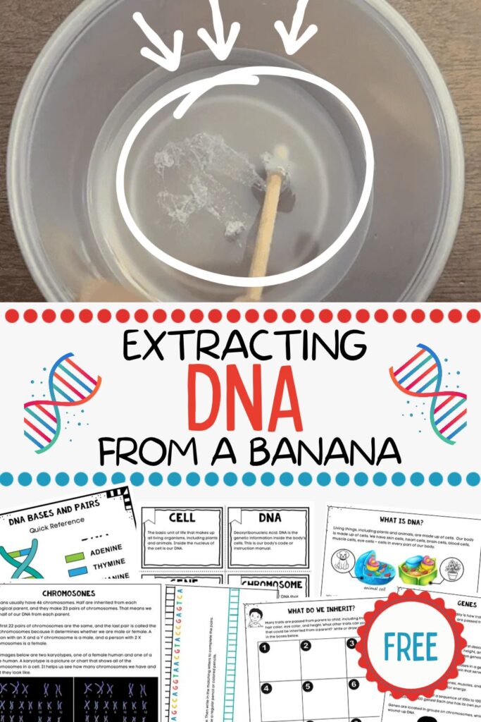 extracting DNA from a banana