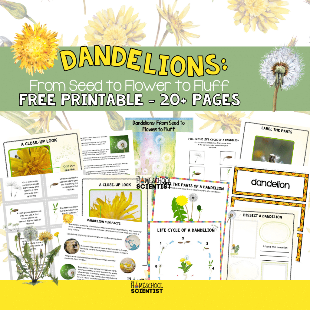 dandelions 1080