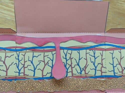 How to Make a Model of the Skin - The Homeschool Scientist