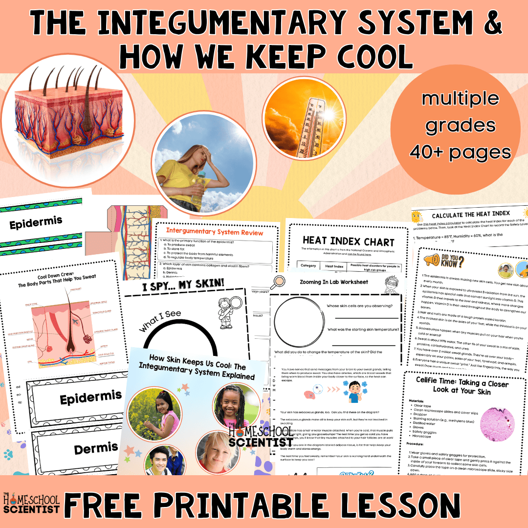 integumentary 3