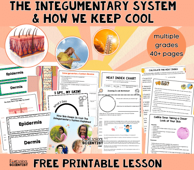 make a model of the skin