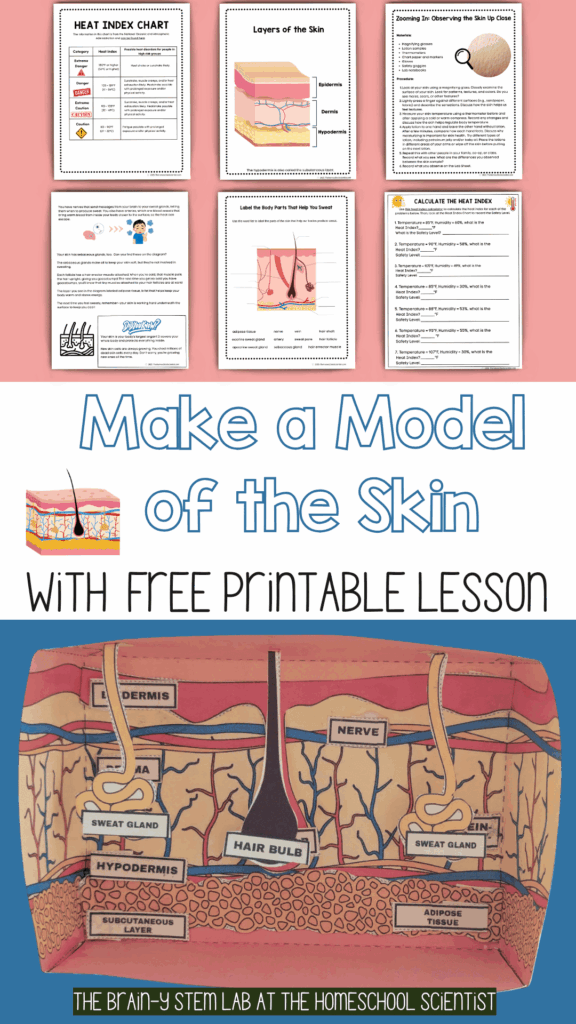 make a model of the skin