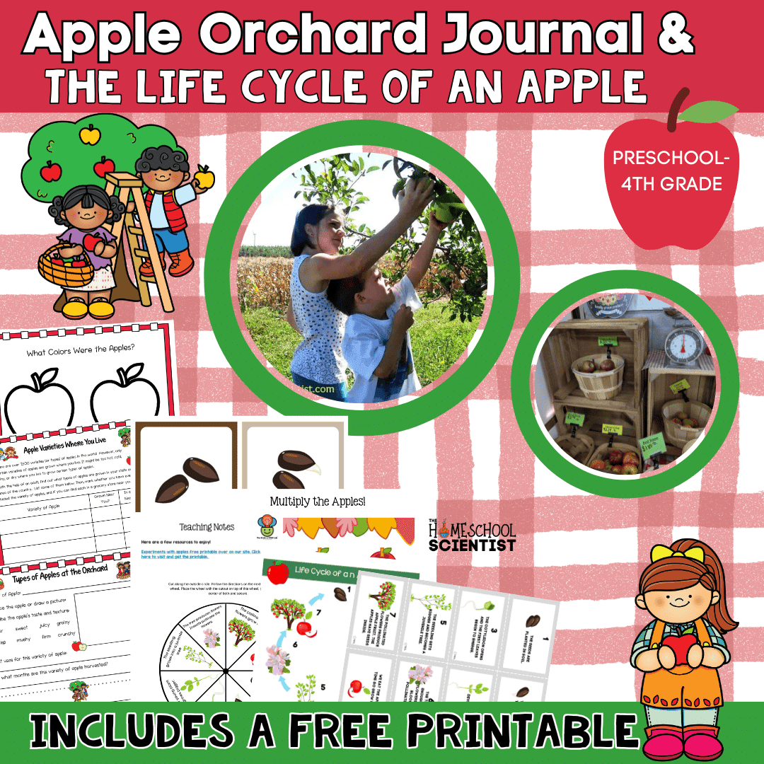 apple orchard 1080 square 2