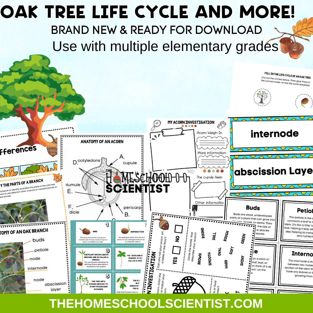 oak tree life cycle 1080 1