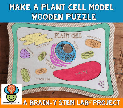plant cell model