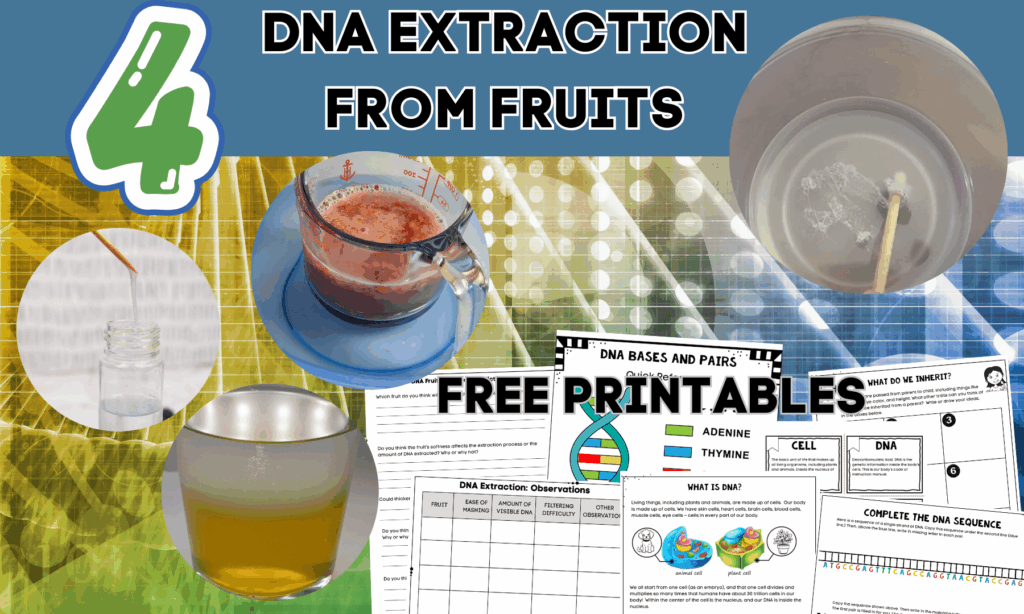 DNA FRUIT EXTRACTION ACTIVITIES 1