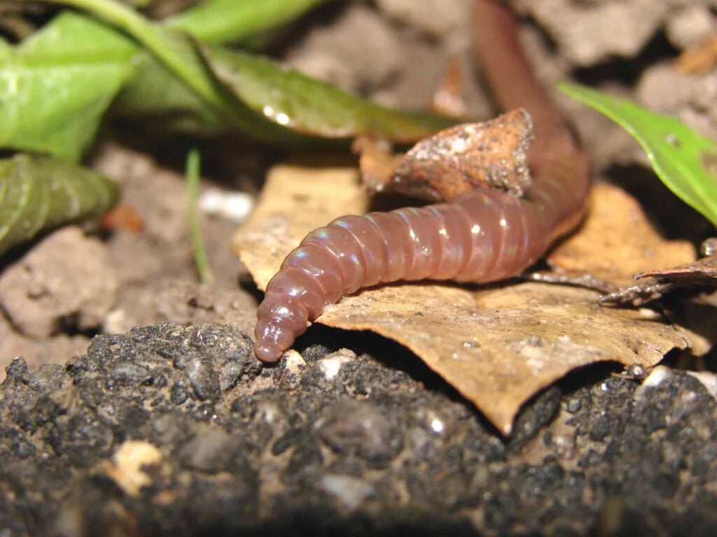 Depositphotos 1622816 L 1