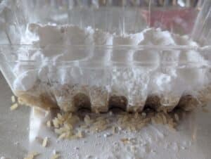 earthworm STEM activity partial layering of soil sample