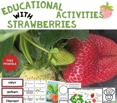 educational activities with strawberries