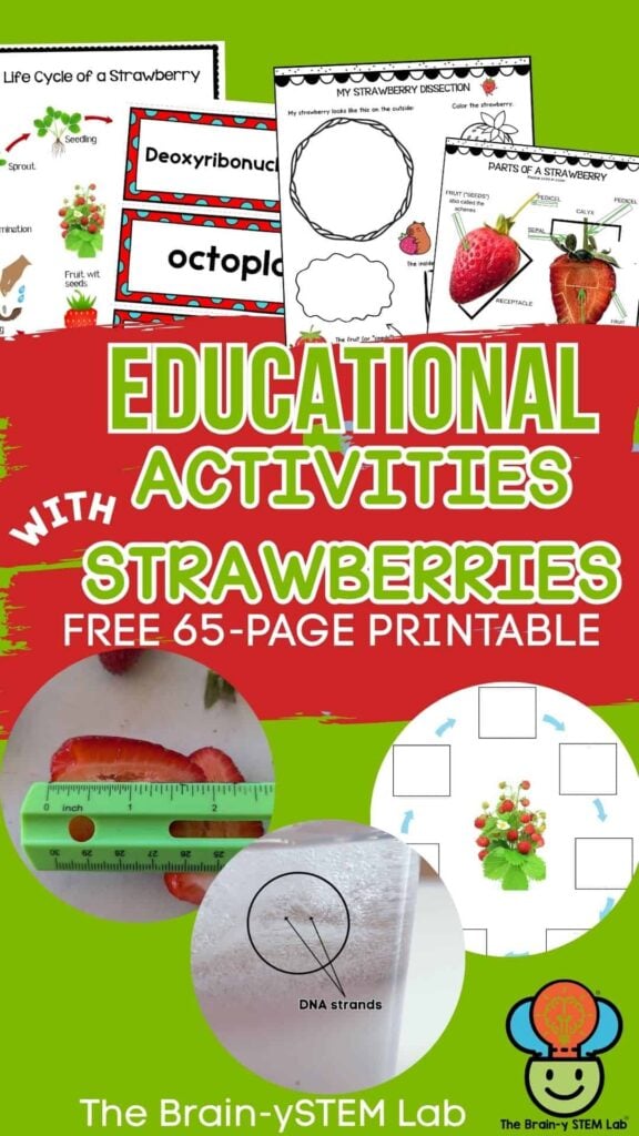 educational strawberry activities